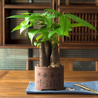 武汉发财树