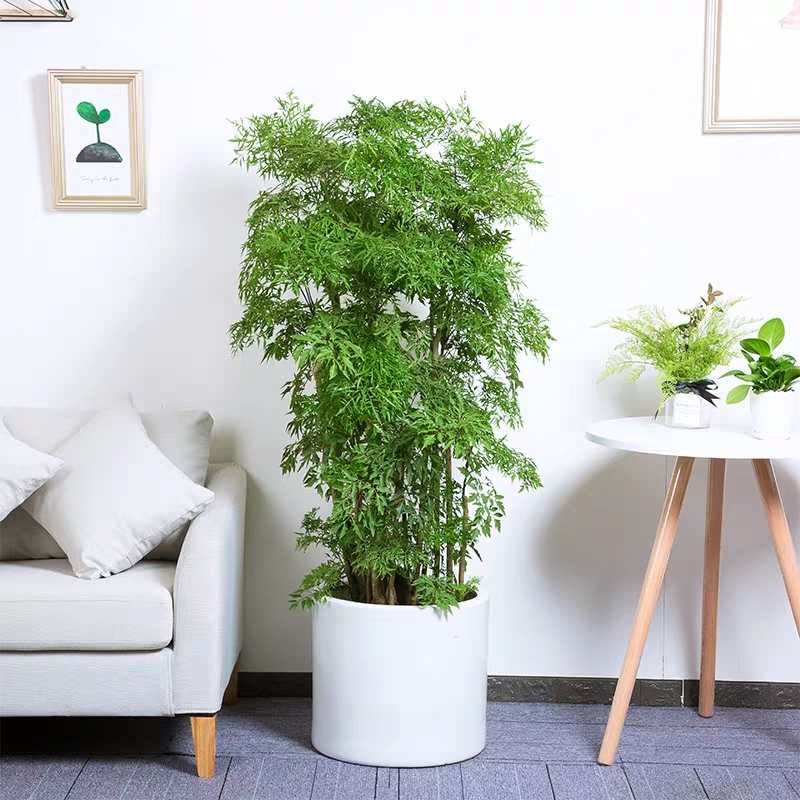 武汉福禄桐