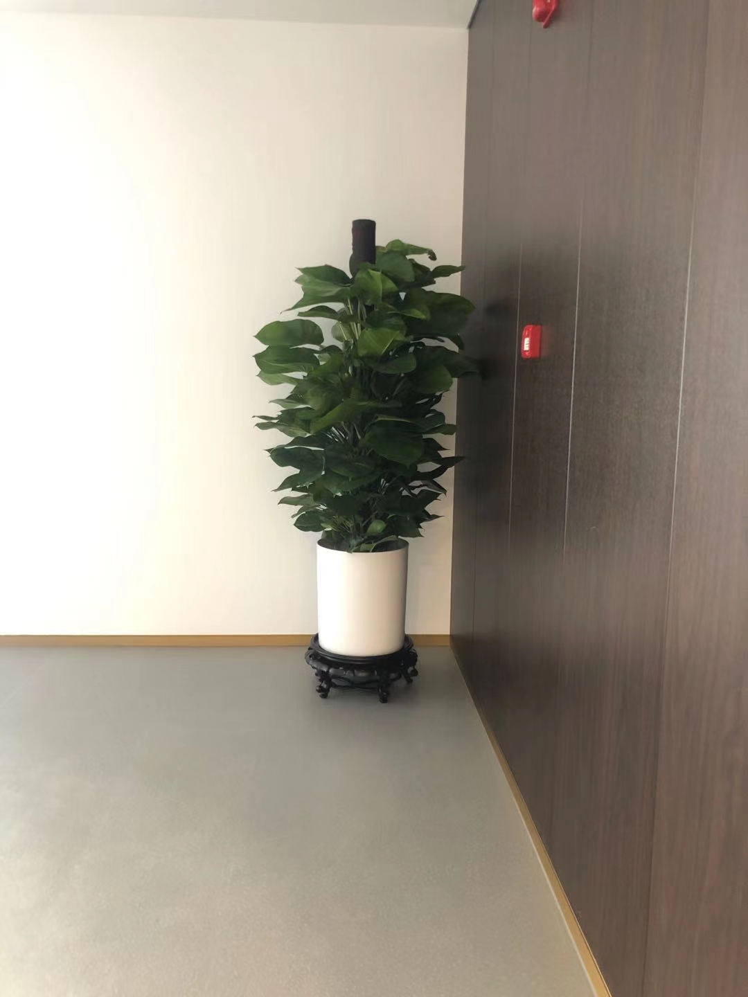 武汉绿萝