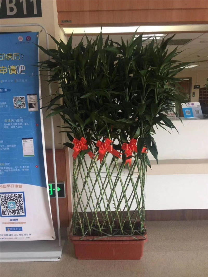 武汉富贵竹排