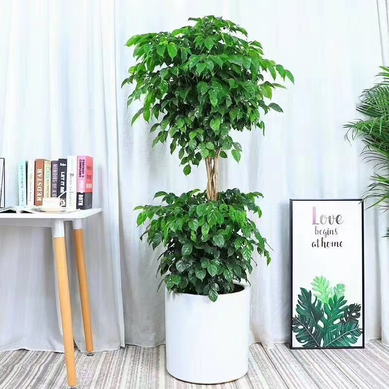 武汉绿宝树