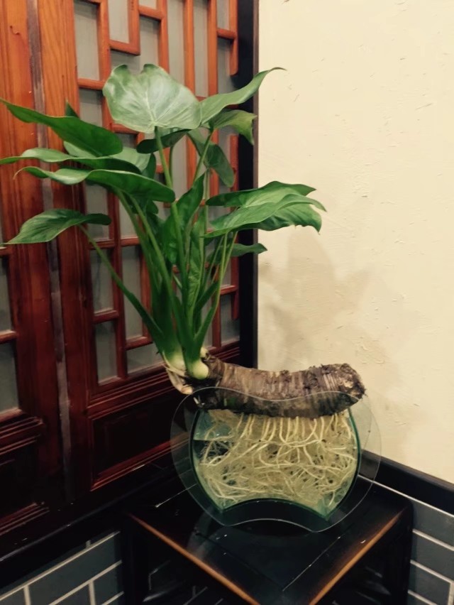 千手观音