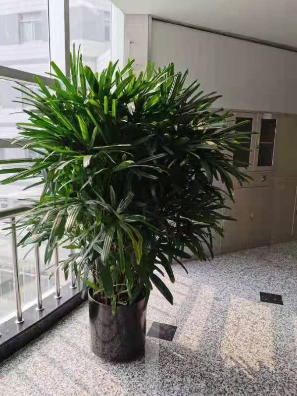 武汉棕竹