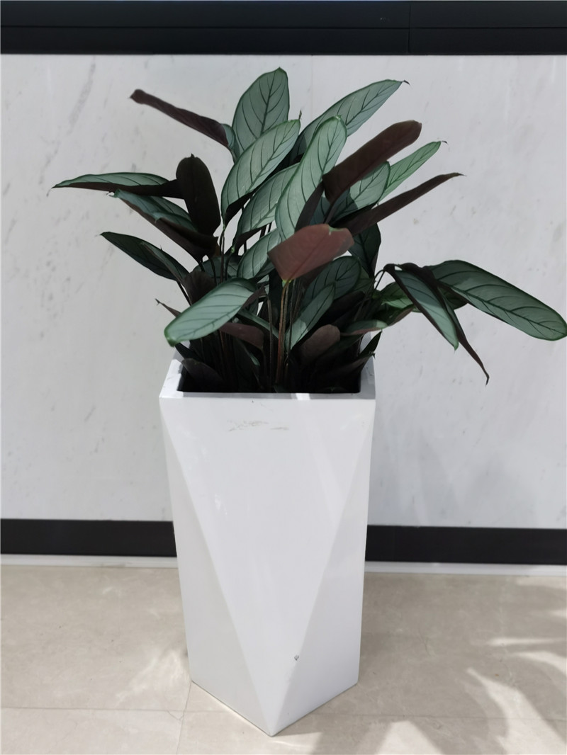 孔雀竹芋