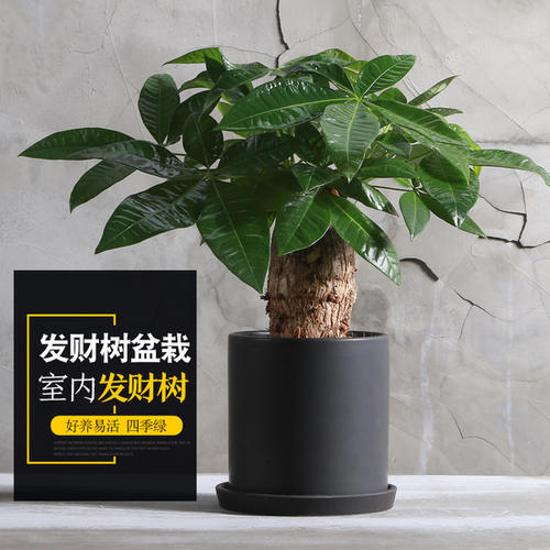 武汉小发财树