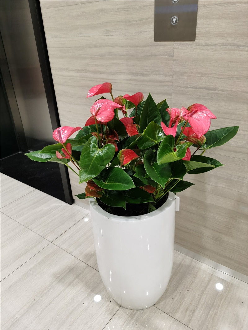 红掌组合