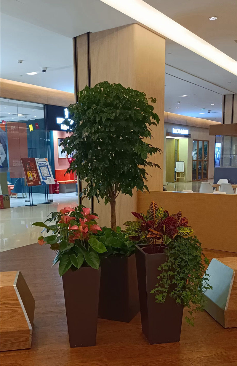 花卉组合