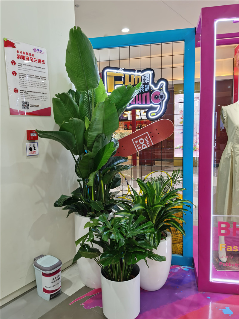 花卉组合