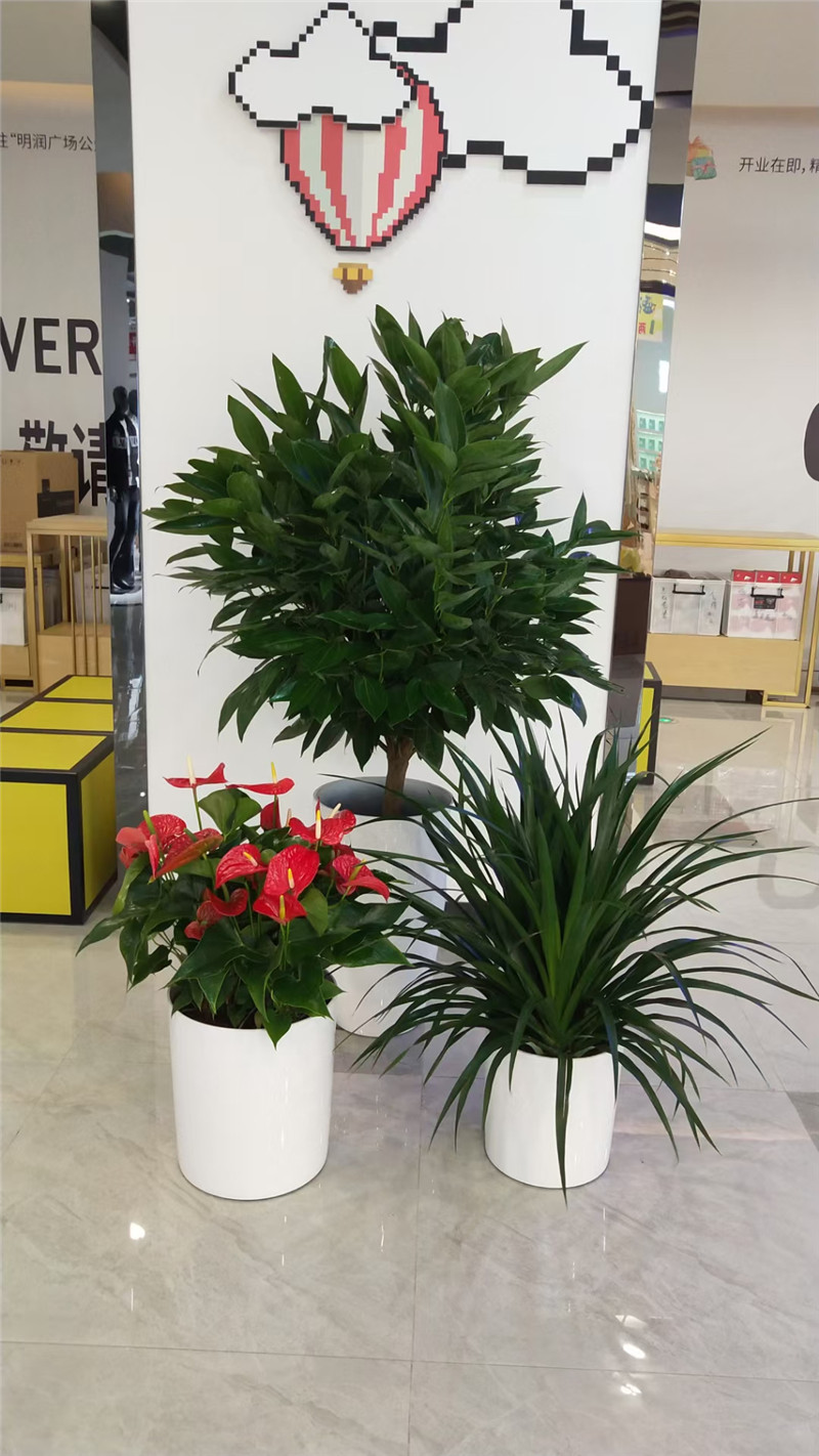花卉组合