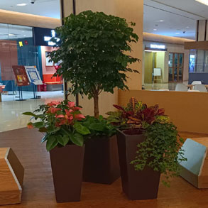 武汉花卉组合