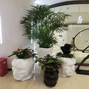 武汉花卉组合