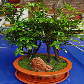 武汉小叶紫檀