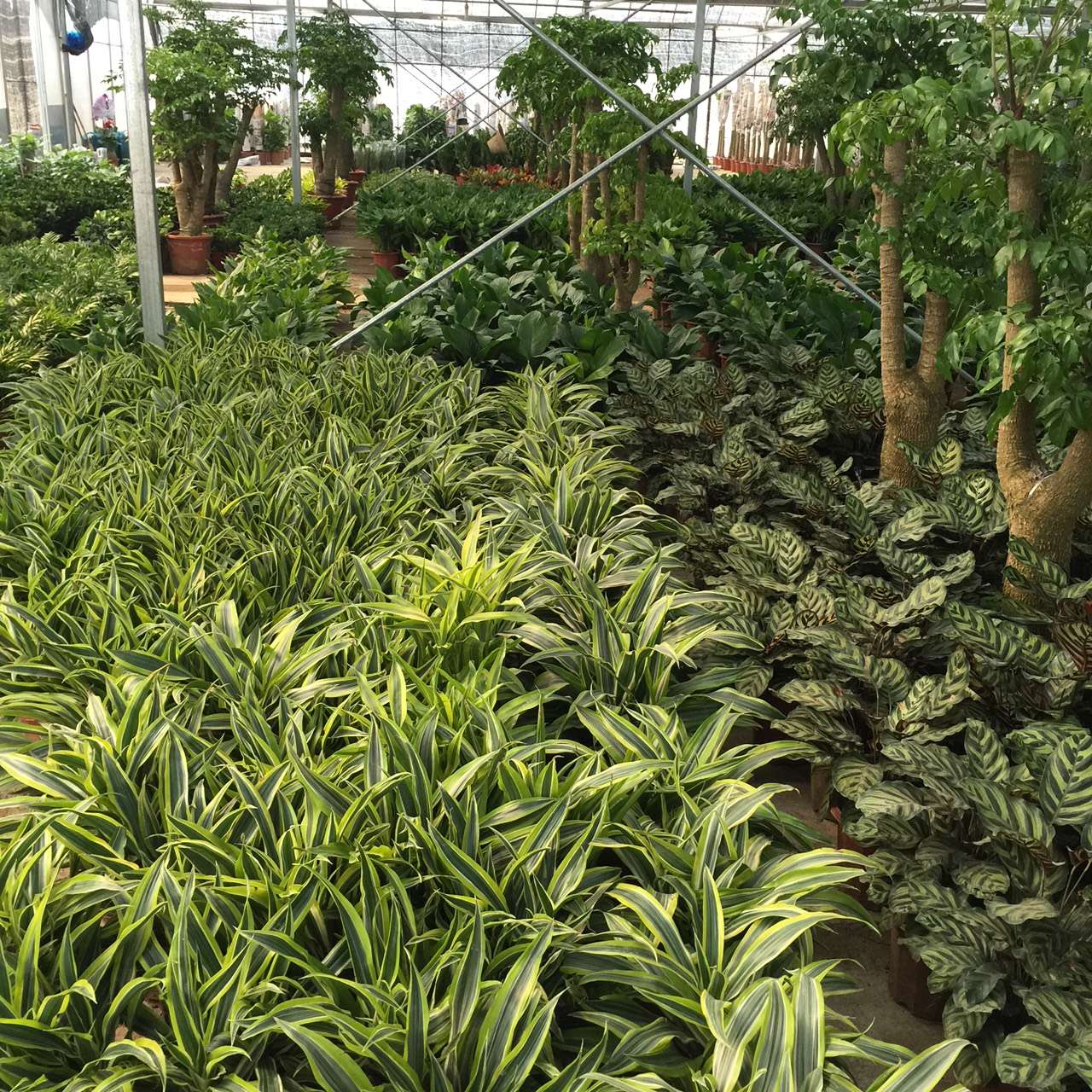 武汉绿植租赁客厅里放盆吸烟植物，再也不怕二手烟