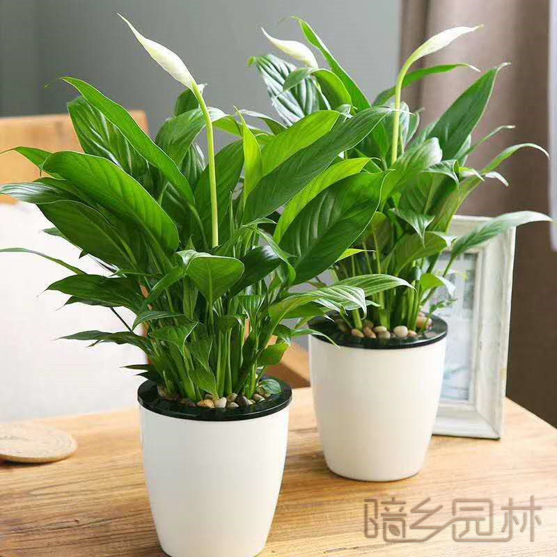 武汉一帆风顺    绿植租赁 /花卉租摆 /植物出租 /租花/ 办公室租花 /公司租花
