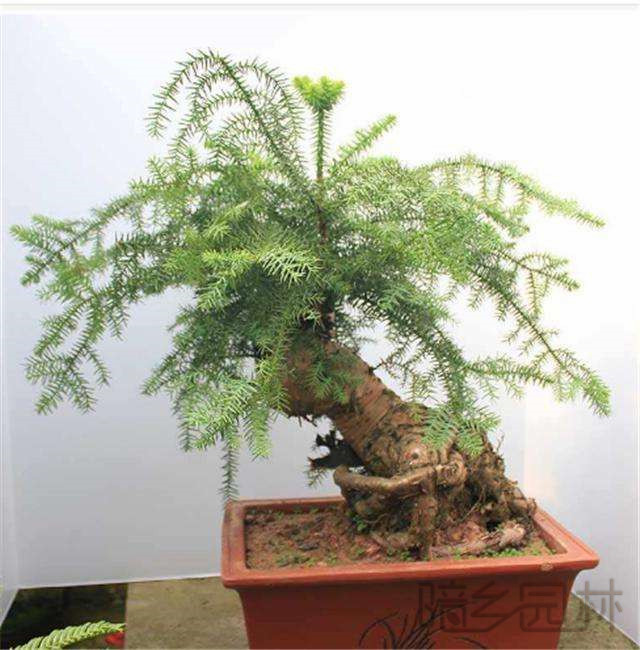 武汉欧洲杉盆景   绿植租赁 /花卉租摆 /植物出租 /租花/ 办公室租花 /公司租花