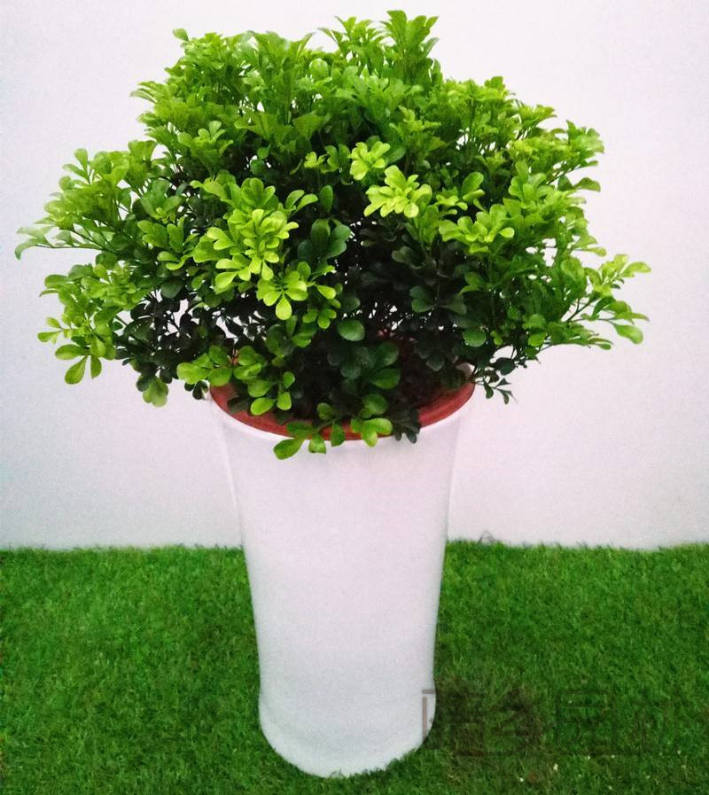 武汉米兰   绿植租赁 /花卉租摆 /植物出租 /租花/ 办公室租花 /公司租花