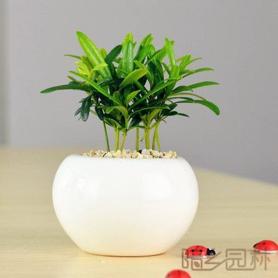 武汉罗汉松  绿植租赁 /花卉租摆 /植物出租 /租花/ 办公室租花 /公司租花