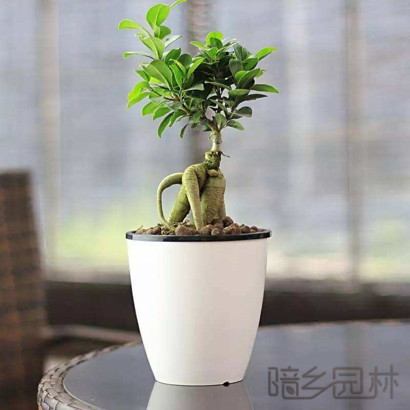 武汉金钱榕   绿植租赁 /花卉租摆 /植物出租 /租花/ 办公室租花 /公司租花