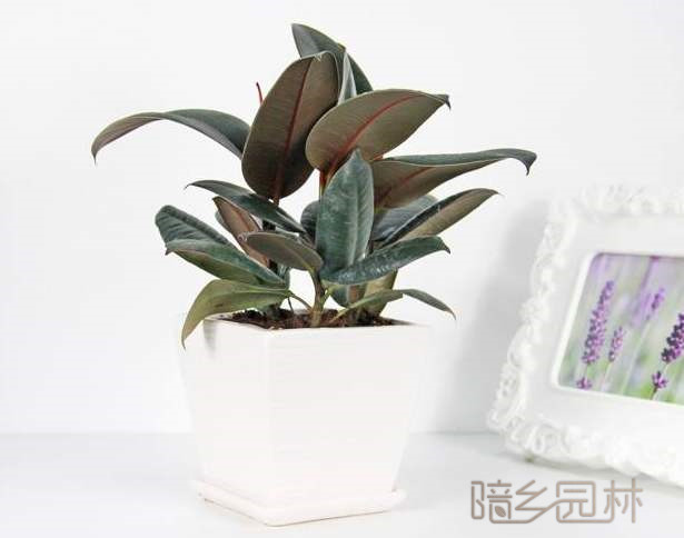 武汉橡皮树  绿植租赁 /花卉租摆 /植物出租 /租花/ 办公室租花 /公司租花
