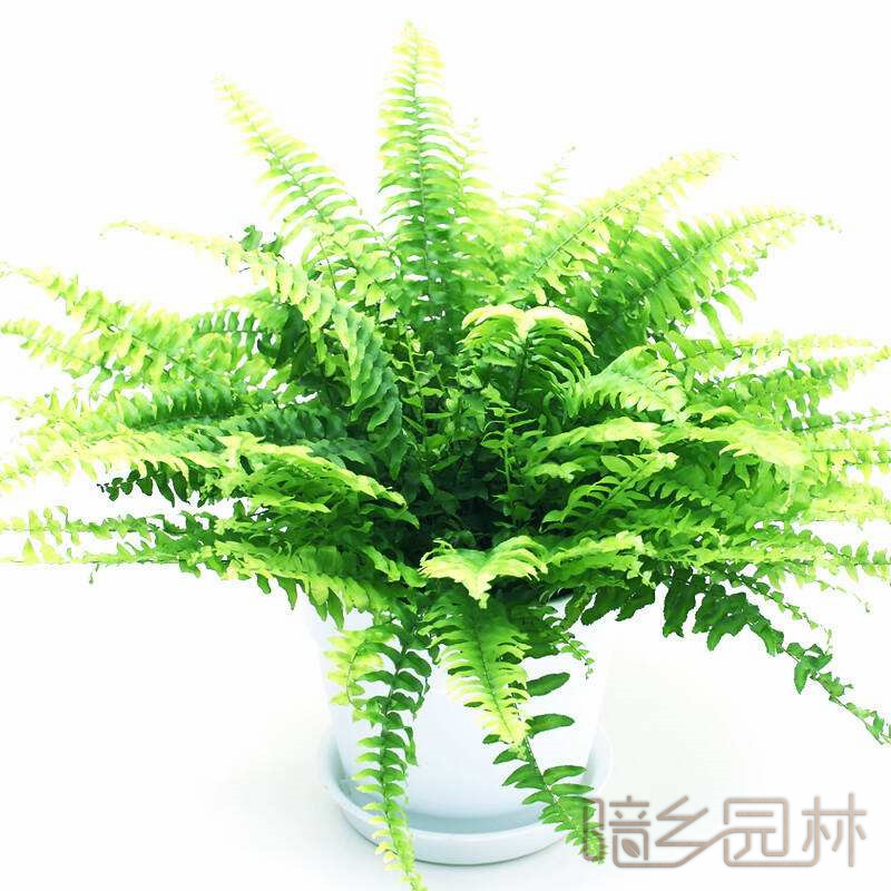 武汉肾蕨   绿植租赁 /花卉租摆 /植物出租 /租花/ 办公室租花 /公司租花