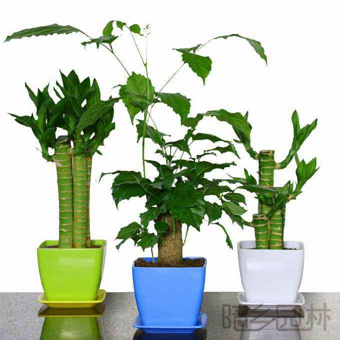 武汉富贵竹  绿植租赁 /花卉租摆 /植物出租 /租花/ 办公室租花 /公司租花