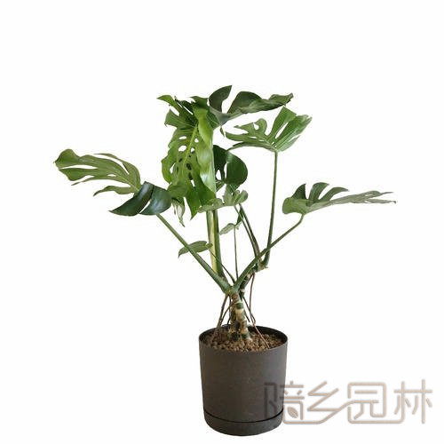武汉龟背竹   绿植租赁 /花卉租摆 /植物出租 /租花/ 办公室租花 /公司租花