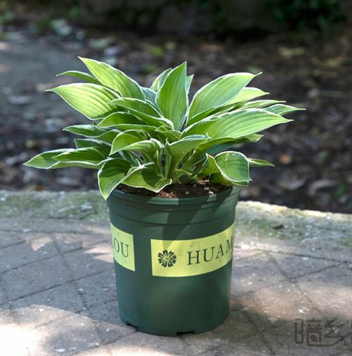 武汉玉簪   绿植租赁 /花卉租摆 /植物出租 /租花/ 办公室租花 /公司租花