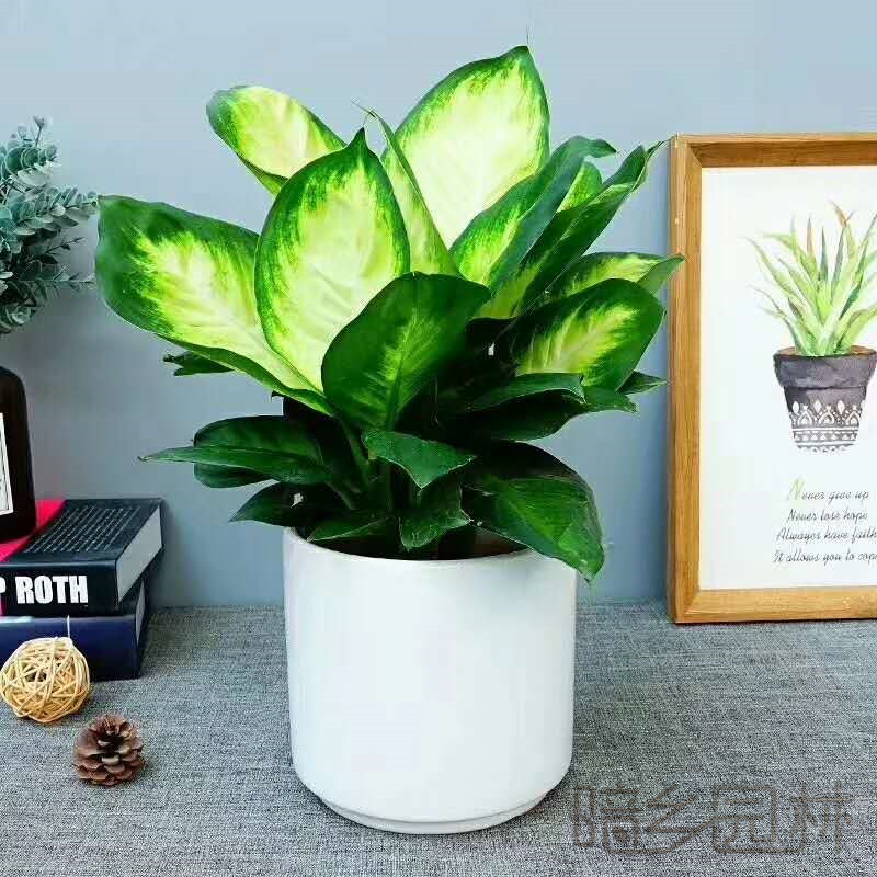 武汉玛丽安   绿植租赁 /花卉租摆 /植物出租 /租花/ 办公室租花 /公司租花