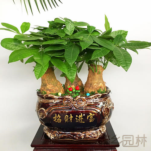 武汉发财树盆景  绿植租赁 /花卉租摆 /植物出租 /租花/ 办公室租花 /公司租花