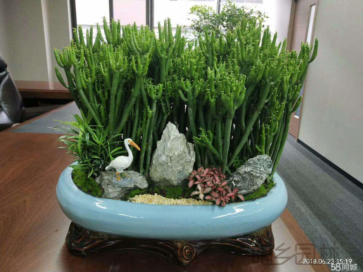 武汉珊瑚棒盆景   绿植租赁 /花卉租摆 /植物出租 /租花/ 办公室租花 /公司租花