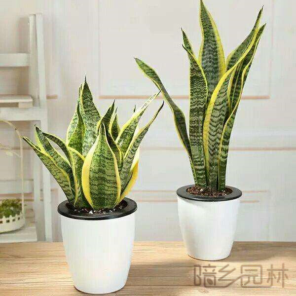 武汉虎皮兰   绿植租赁 /花卉租摆 /植物出租 /租花/ 办公室租花 /公司租花