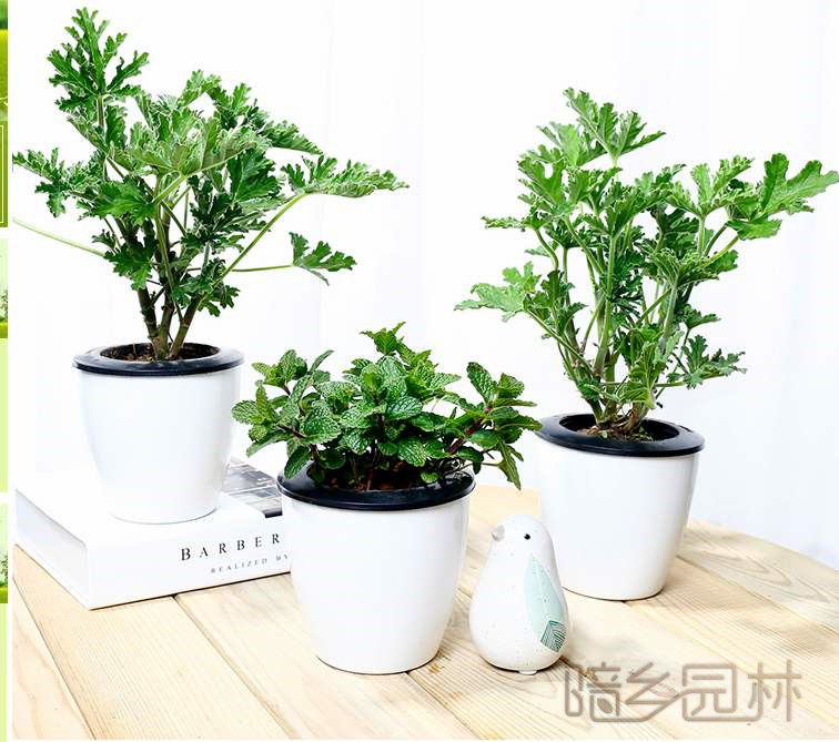 武汉驱蚊草   绿植租赁 /花卉租摆 /植物出租 /租花/ 办公室租花 /公司租花