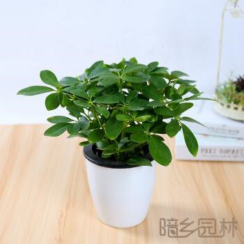 武汉鸭脚木  绿植租赁 /花卉租摆 /植物出租 /租花/ 办公室租花 /公司租花