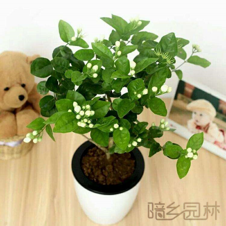 武汉茉莉花   绿植租赁 /花卉租摆 /植物出租 /租花/ 办公室租花 /公司租花