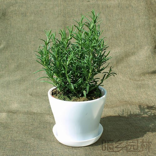 武汉迷迭香   绿植租赁 /花卉租摆 /植物出租 /租花/ 办公室租花 /公司租花