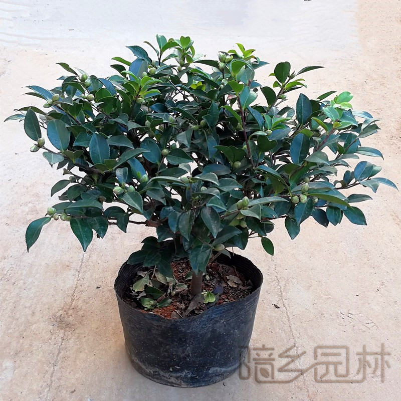 武汉茶梅   绿植租赁 /花卉租摆 /植物出租 /租花/ 办公室租花 /公司租花