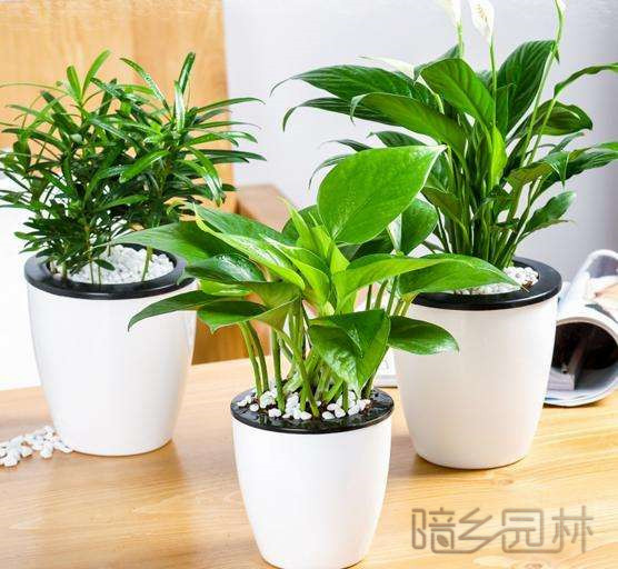 武汉绿钻   绿植租赁 /花卉租摆 /植物出租 /租花/ 办公室租花 /公司租花