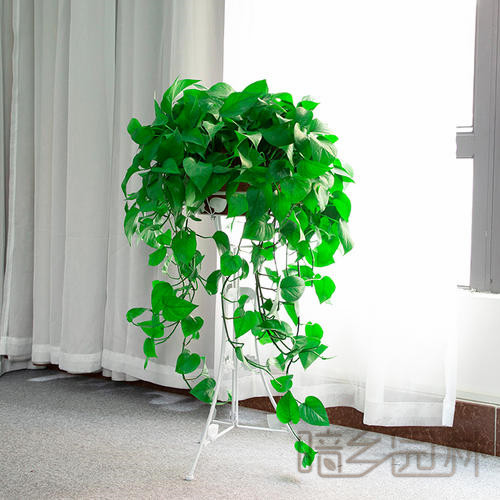 武汉吊绿萝   绿植租赁 /花卉租摆 /植物出租 /租花/ 办公室租花 /公司租花