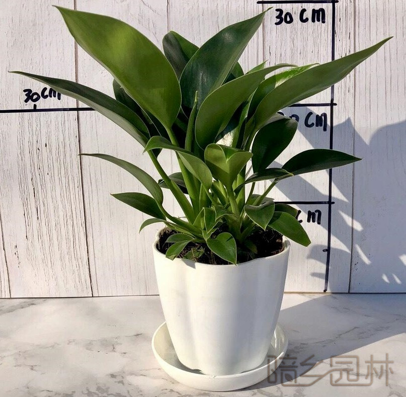 武汉金钻   绿植租赁 /花卉租摆 /植物出租 /租花/ 办公室租花 /公司租花