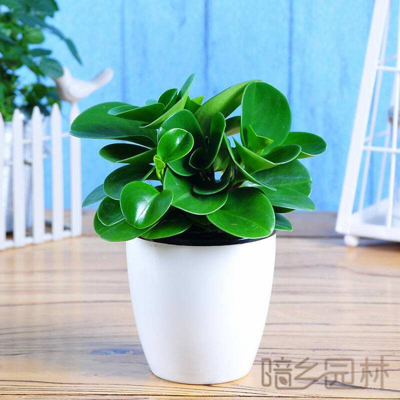 武汉碧玉  绿植租赁 /花卉租摆 /植物出租 /租花/ 办公室租花 /公司租花