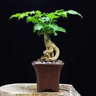 武汉绿宝树   绿植租赁 /花卉租摆 /植物出租 /租花/ 办公室租花 /公司租花