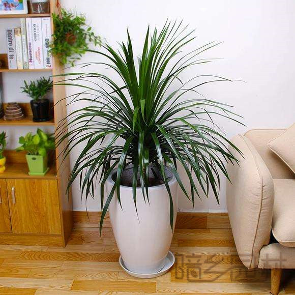 武汉龙须树   绿植租赁 /花卉租摆 /植物出租 /租花/ 办公室租花 /公司租花
