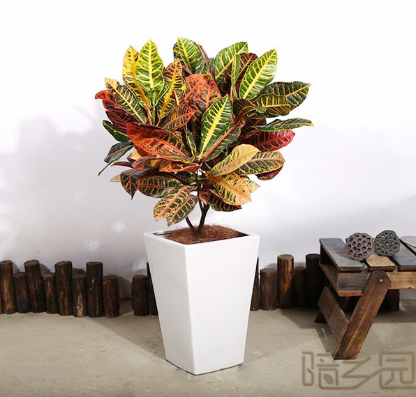 武汉变叶木   绿植租赁 /花卉租摆 /植物出租 /租花/ 办公室租花 /公司租花