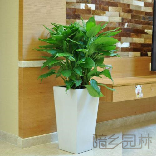 武汉万年青  绿植租赁 /花卉租摆 /植物出租 /租花/ 办公室租花 /公司租花