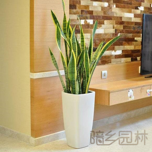武汉虎皮兰   绿植租赁 /花卉租摆 /植物出租 /租花/ 办公室租花 /公司租花