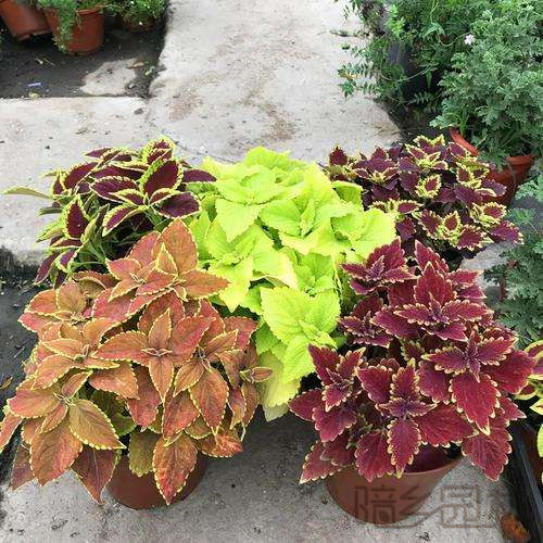 武汉彩叶草  绿植租赁 /花卉租摆 /植物出租 /租花/ 办公室租花 /公司租花