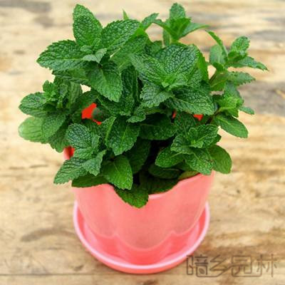 武汉薄荷  绿植租赁 /花卉租摆 /植物出租 /租花/ 办公室租花 /公司租花