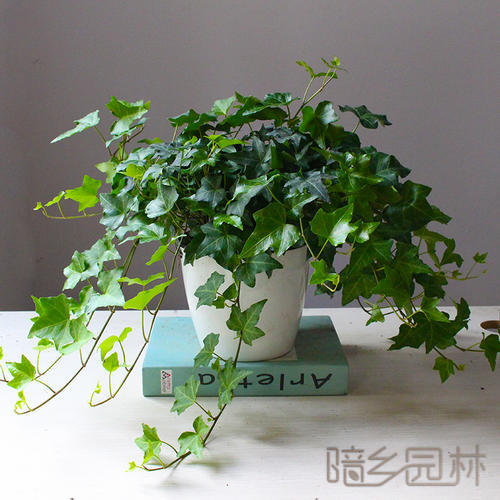 武汉常春藤  绿植租赁 /花卉租摆 /植物出租 /租花/ 办公室租花 /公司租花